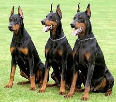 3kutya